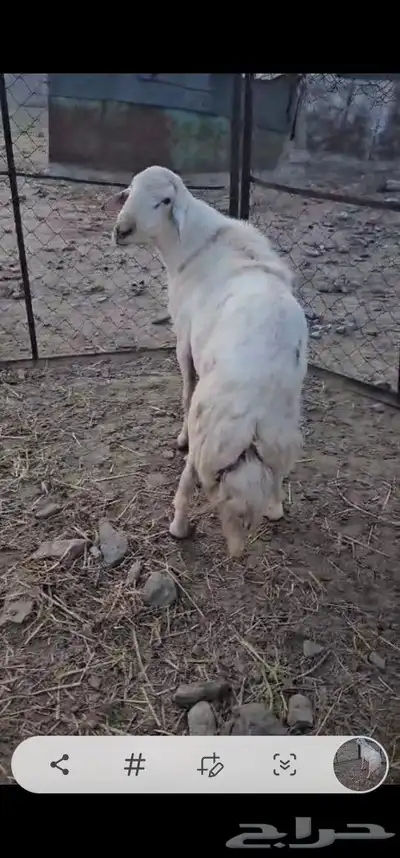 ماشاءالله تبارك الرحمن خروف سديس فحل للبيع 1