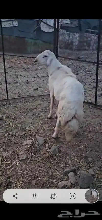 ماشاءالله تبارك الرحمن خروف سديس فحل للبيع 3
