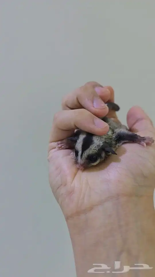 فرخ شوقر قلايدر 2