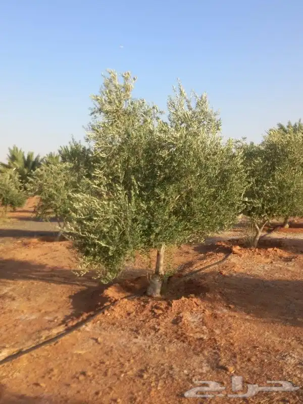 نخيل وشنطنيا واشجار زيتون وسدر للبيع 7