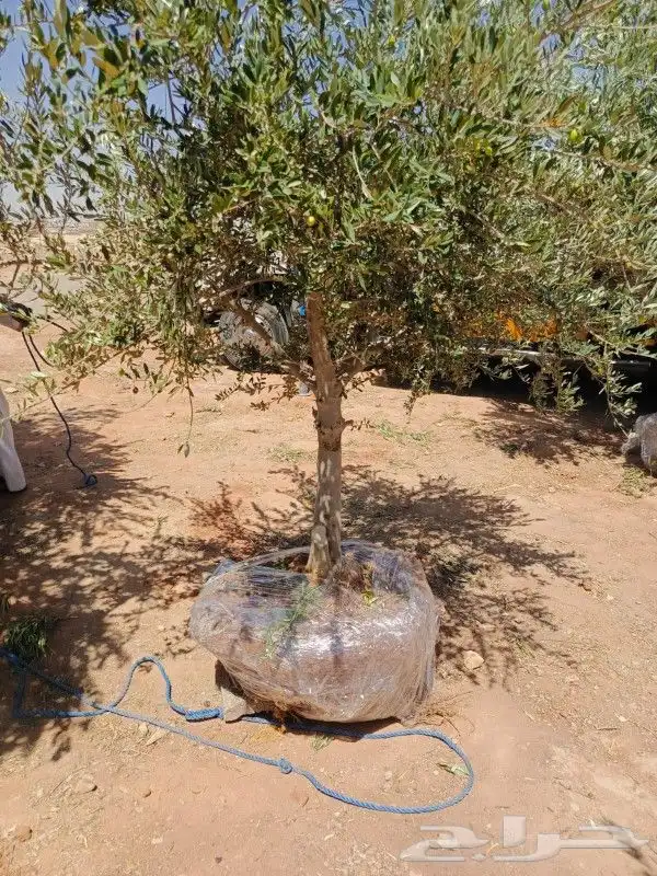 نخيل وشنطنيا واشجار زيتون وسدر للبيع 0