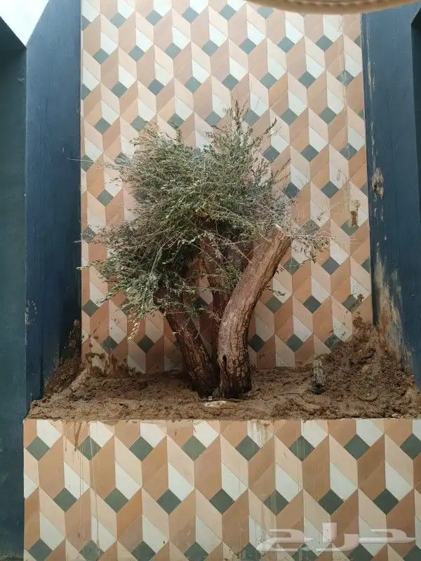 نخيل وشنطنيا واشجار زيتون وسدر للبيع 8
