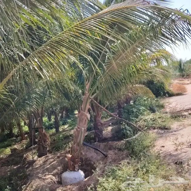 نخيل وشنطنيا واشجار زيتون وسدر للبيع 4