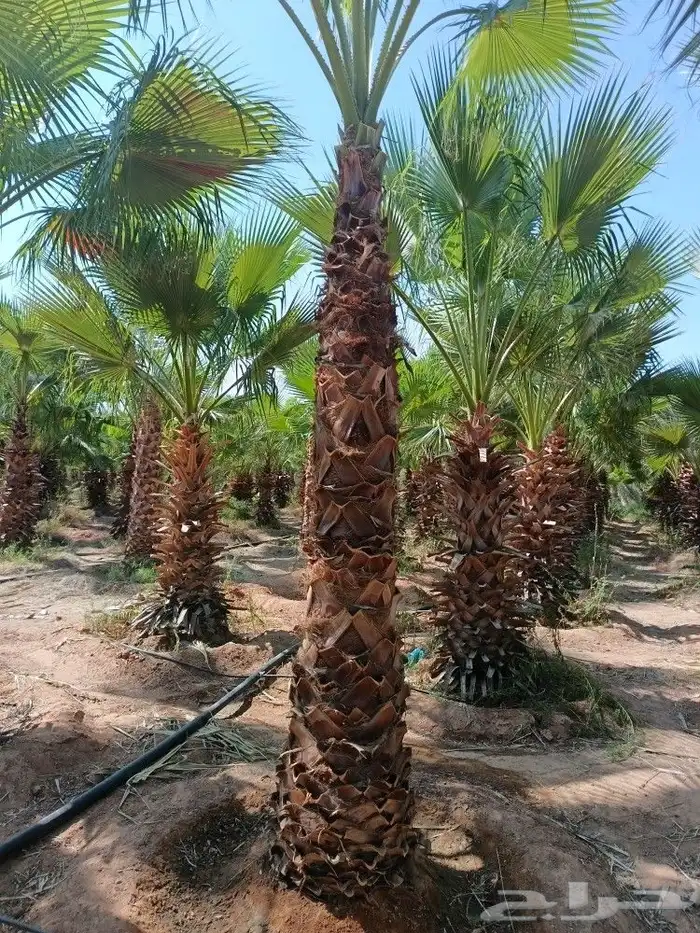 نخل للبيع جثايث ونخل واشنطني أمريكي نخيل مثمر نقايل 5