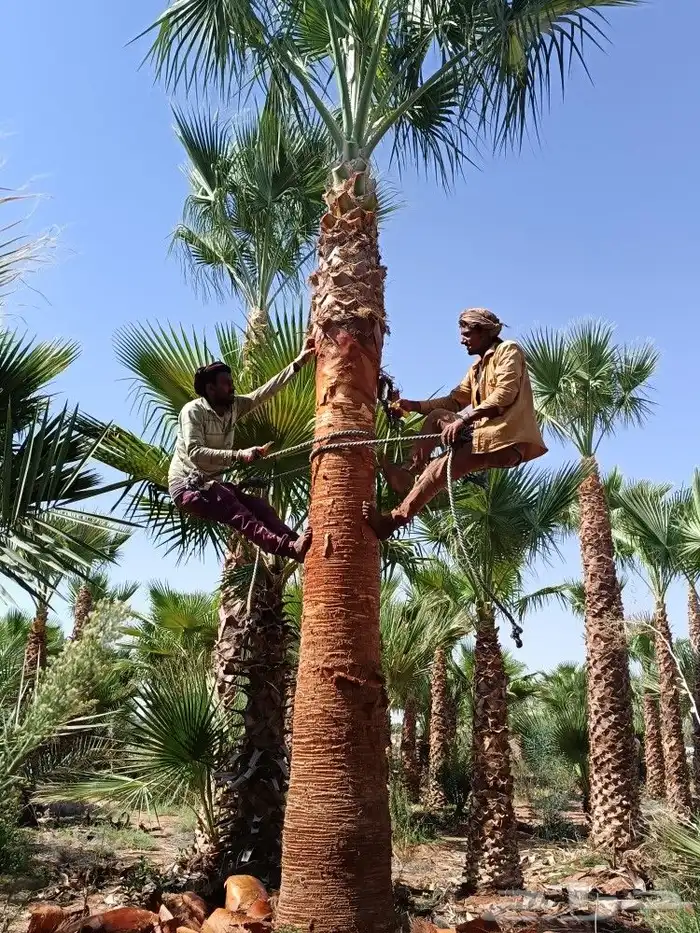 نخل للبيع جثايث ونخل واشنطني أمريكي نخيل مثمر نقايل 4