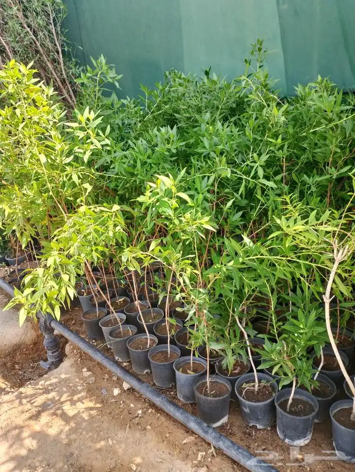 أشجار السرو الايطالي متوفرة جميع المقسات وانوع لشجار المثما 5