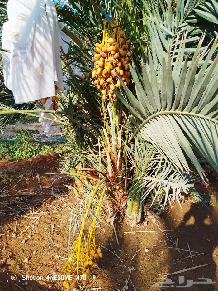 نخل وجثايث القصيم اسعار معقوله رقم الجوال 4