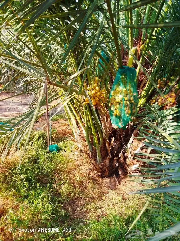 نخل وجثايث القصيم اسعار معقوله رقم الجوال 6