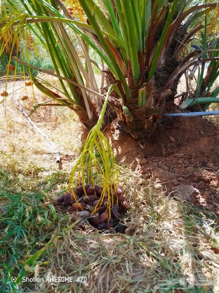 نخل وجثايث القصيم اسعار معقوله رقم الجوال 3