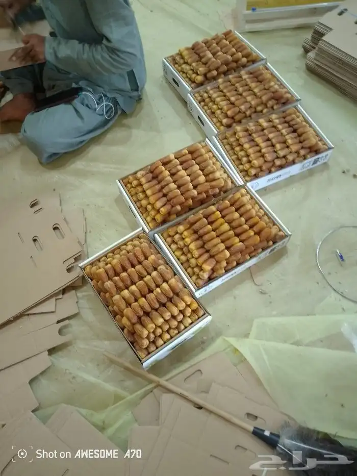 نخل وجثايث القصيم اسعار معقوله رقم الجوال 1