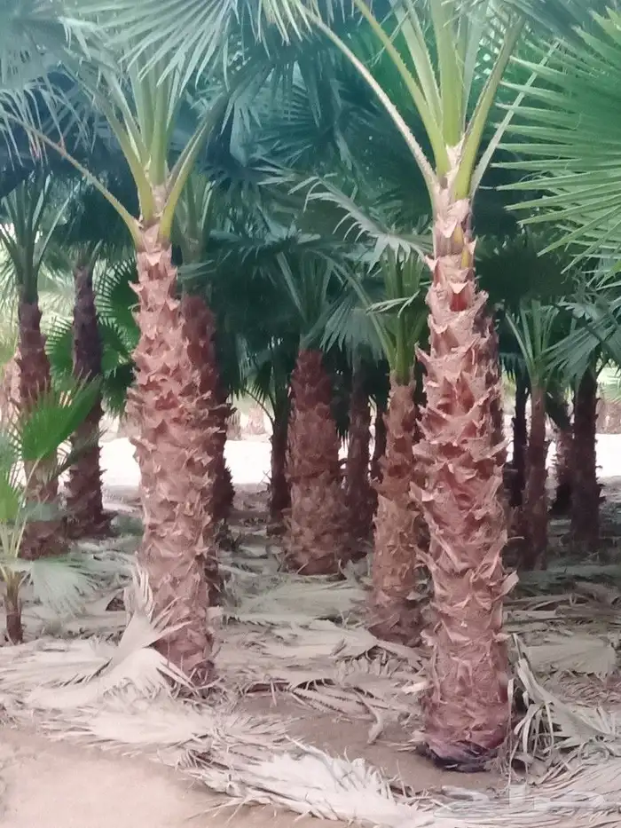 نخيل وشنطنيا واشجار زيتون وسدر للبيع 5