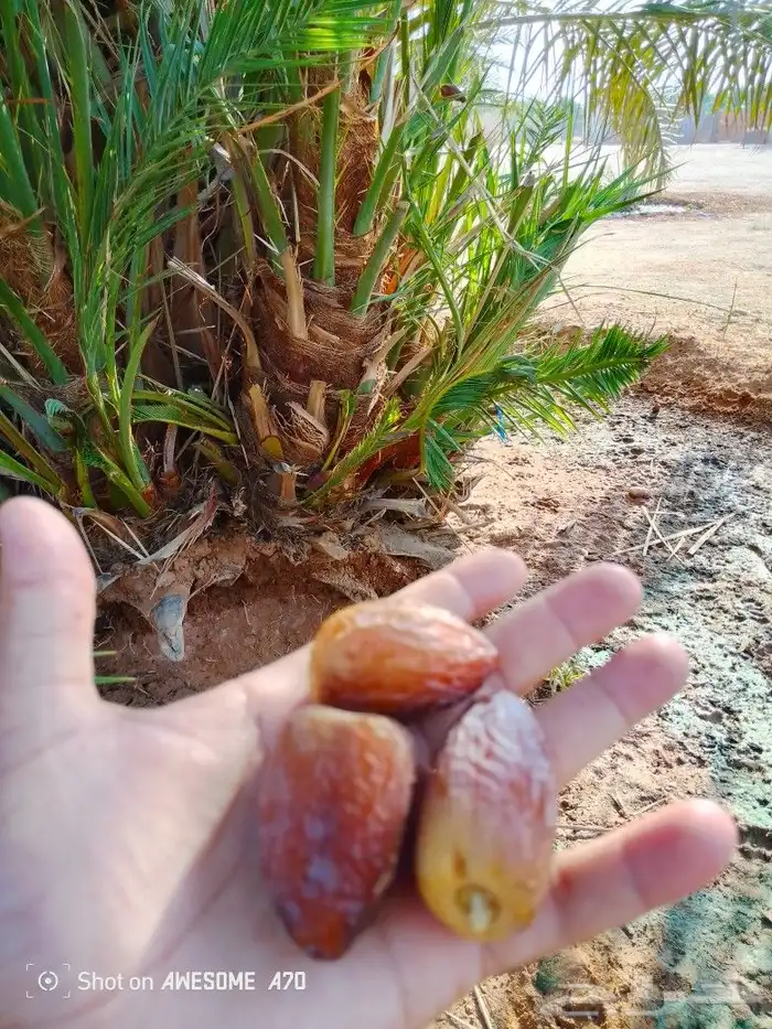 نخل وجثايث القصيم اسعار معقوله رقم الجوال 2