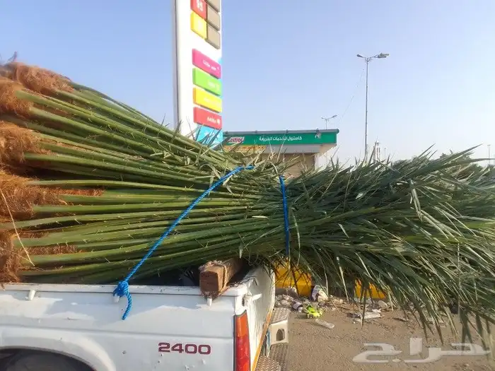 يوجد الدنيا جميع انواع النخيل وجميع المقسات 1