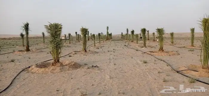 يوجد لدينا نخل فسائل خلاص ملكي 2