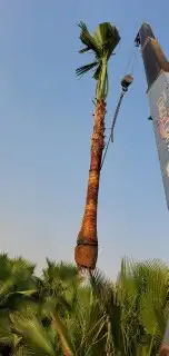 نخل واشنطني وشنطن واشنطونيا زينه للبيع 7