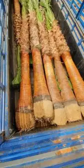 نخل واشنطني وشنطن واشنطونيا زينه للبيع 9