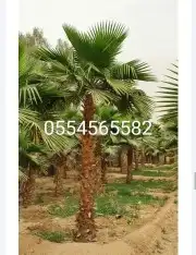 نخل واشنطونياء زينة للبيع 8