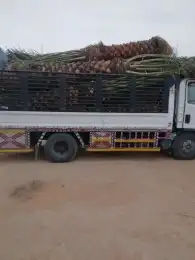 نخيل للبيع مثمر جميع انواع النخل 6