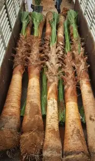 نخل واشنطني وشنطن واشنطونيا زينه للبيع 5