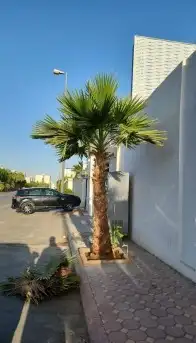 نخل واشنطني وشنطن واشنطونيا زينه للبيع 4