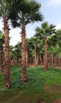 نخل واشنطني وشنطن واشنطونيا زينه للبيع 2