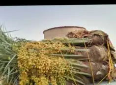 نخيل للبيع مثمر جميع انواع النخل 0