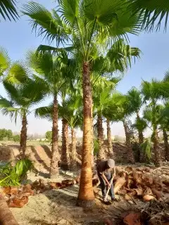 نخل واشنطني وشنطن واشنطونيا زينه للبيع 8