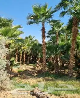 نخل واشنطني وشنطن واشنطونيا زينه للبيع 3