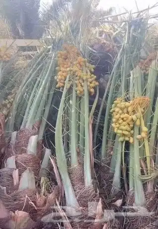 نخل عربي مثمر وسعر طيب مع التوصيل 8
