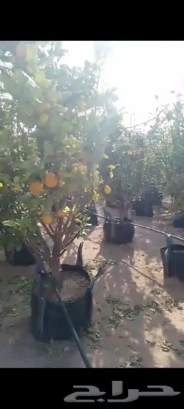 ليمون للبيع ايضالي مثمر 3