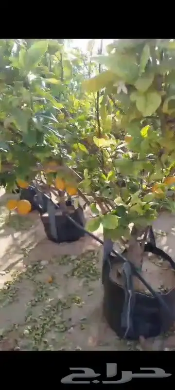 ليمون للبيع ايضالي مثمر 1