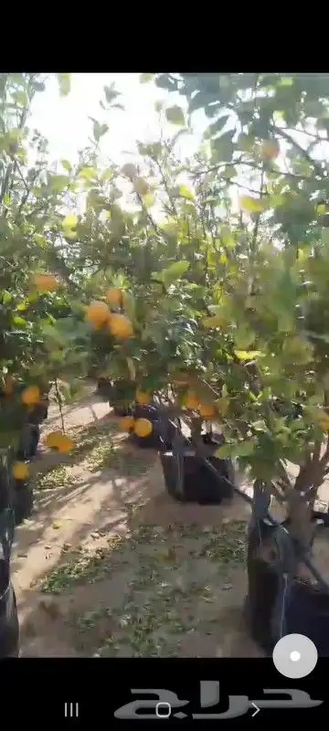 ليمون للبيع ايضالي مثمر 0