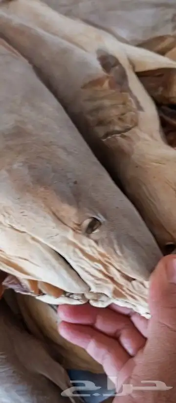 اعطي نفسك طاقه لخم القرش سمك مملح .. 3