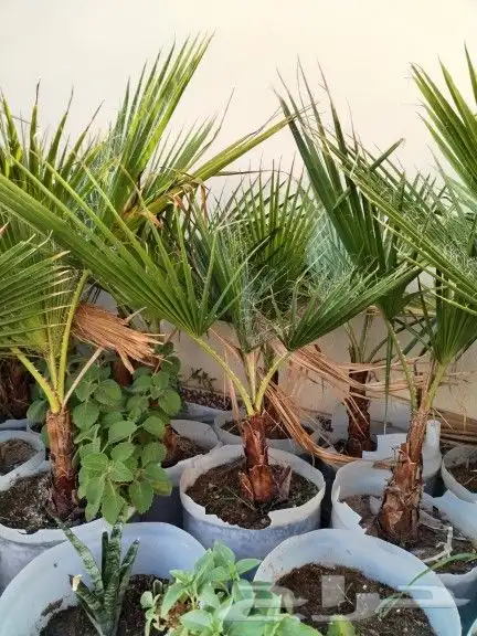 نخيل وشنطنيا زينه 3