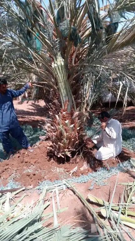 نخل عربي مثمر وسعر طيب مع التوصيل 0