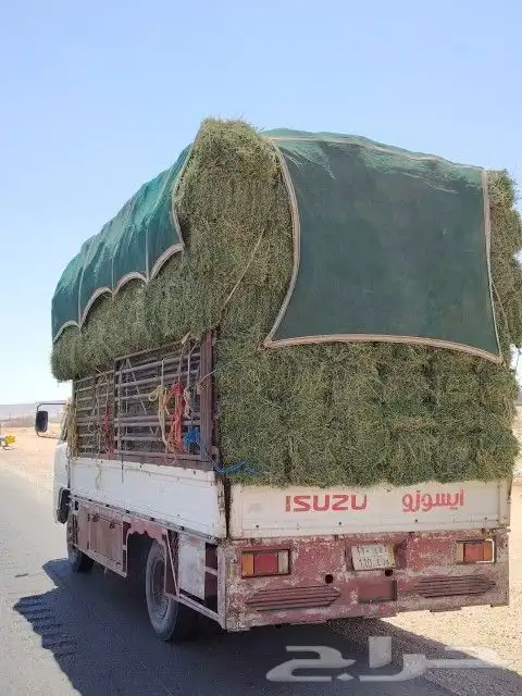 برسيم القصيم صافي وناعم وشد طيب خالي رطوبه 2