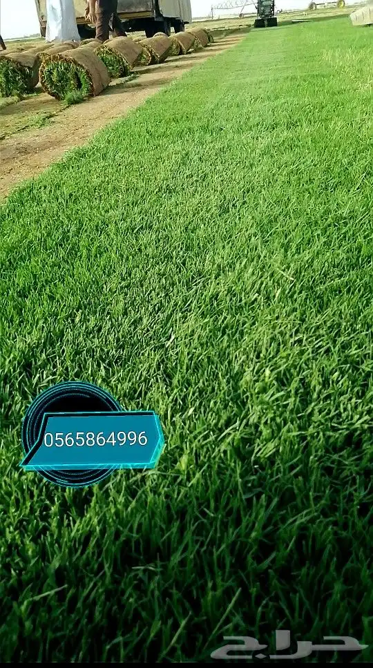 ثيل طبيعي تنسيق حدائق 11