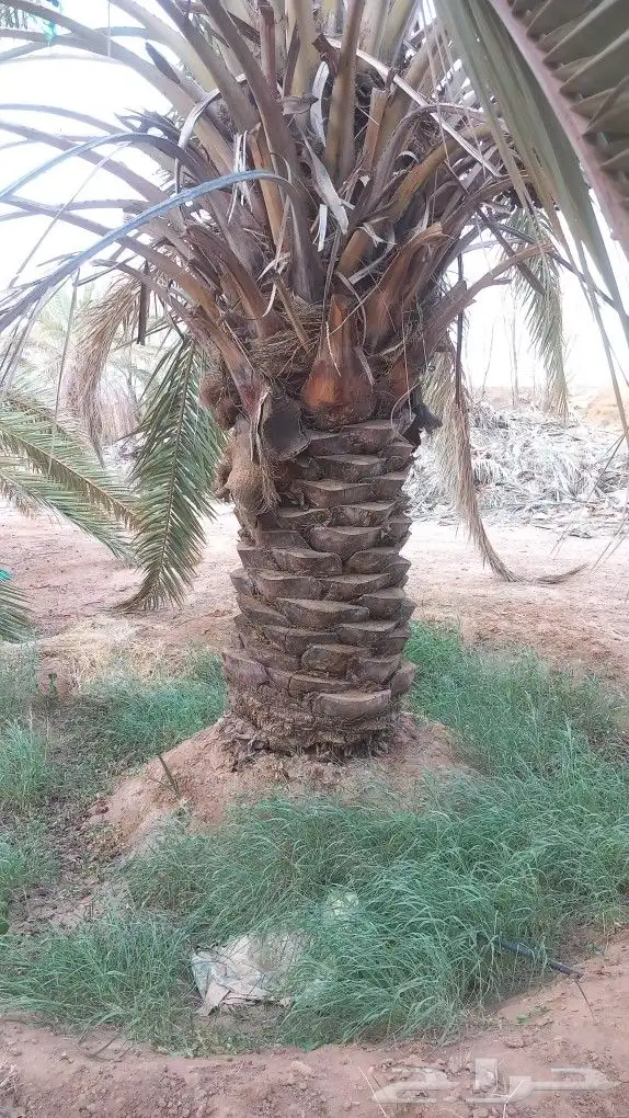 نخل القصيم المثمرة 1