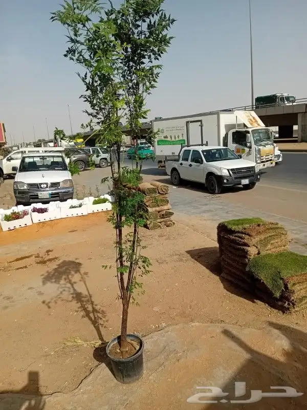 تنسيق حدائق وفرش عشب طبيعي 5