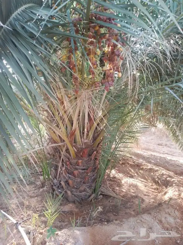 نخل القصيم المثمرة 5