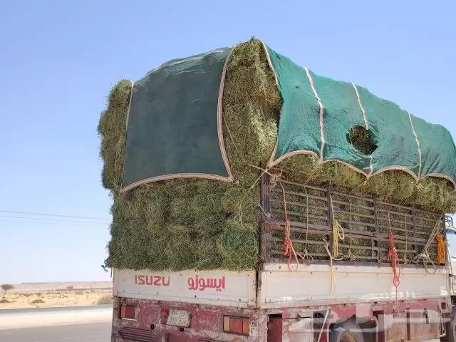 برسيم القصيم صافي وناعم وشد طيب خالي رطوبه 0