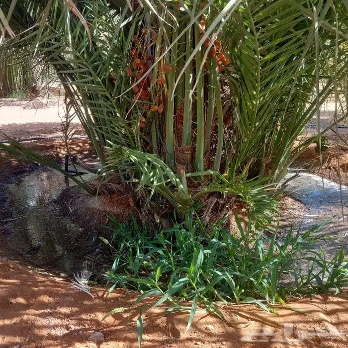 نخل القصيم المثمرة 8