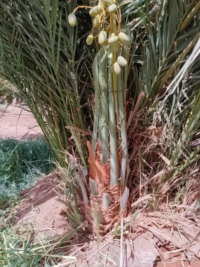 نخل عربي مثمر وسعر طيب مع التوصيل 7