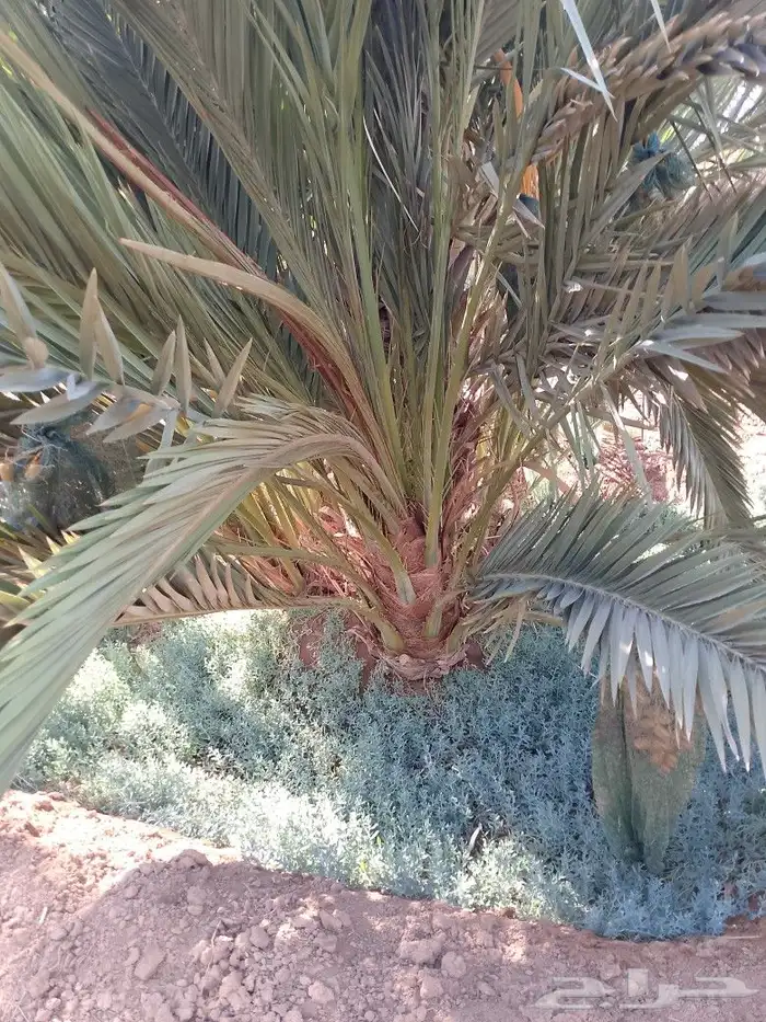 نخل عربي مثمر وسعر طيب مع التوصيل 4