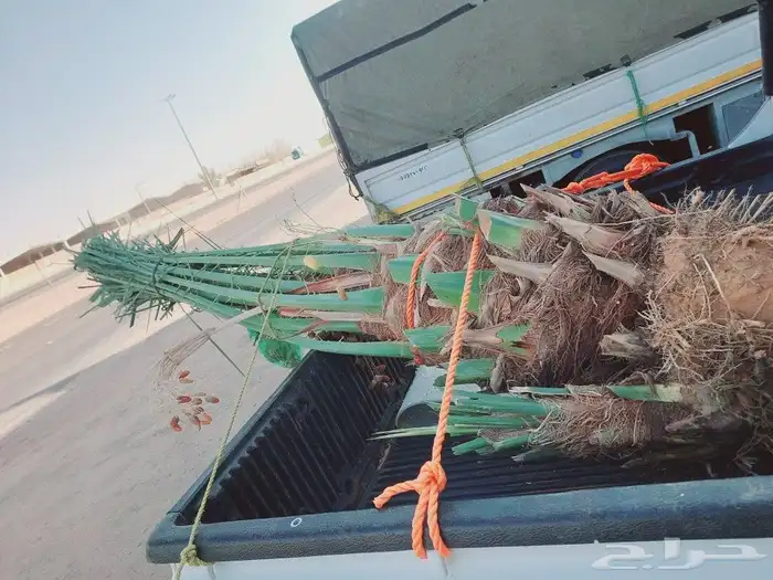 يوجد لدينا جميع انواع نخيل جميع مقاسات المختلفه 7