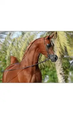 مربط السماء الصافيه للخيل العربية الأصيلة 12
