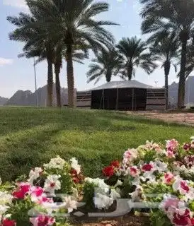 بيت شعر الاسود والابيض تركي 4