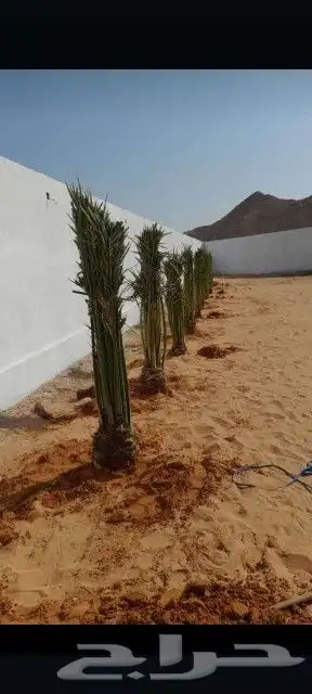 يوجد لدينا جميع انواع نخيل جميع مقاسات المختلفه 5