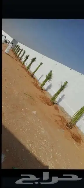 يوجد لدينا جميع انواع نخيل جميع مقاسات المختلفه 4