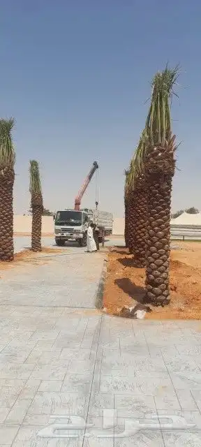 يوجد لدينا جميع انواع نخيل جميع مقاسات المختلفه 9